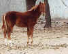 One of Jeannette's beloved horses