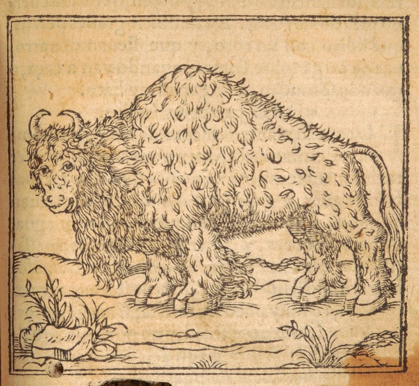 civola