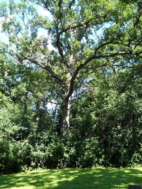 The Oak tree over the grave of True W. Williams in Butler Cemetery in Oak Brook, IL