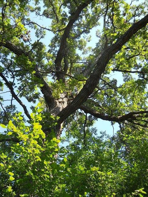 The Oak tree over the grave of True W. Williams in Butler Cemetery in Oak Brook, IL