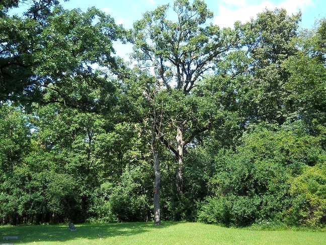 The corner of Butler Cemetery where the grave of True & Carrie Williams are in Oak Brook, IL