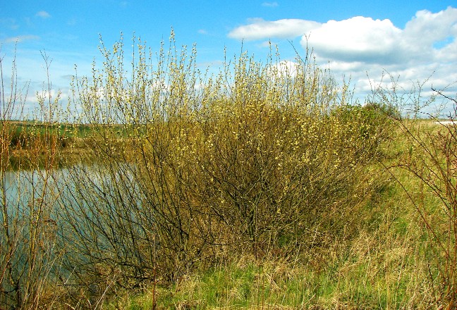 "Willow Creek"