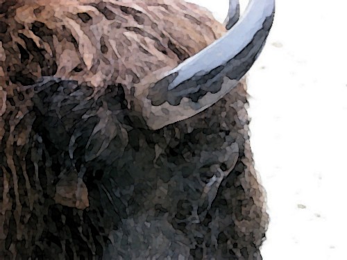 zambrasragas