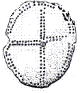 Amber Sun Disc amulet  ( Linear B ideogram 243 )